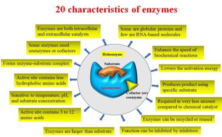 4 characteristics of enzymes