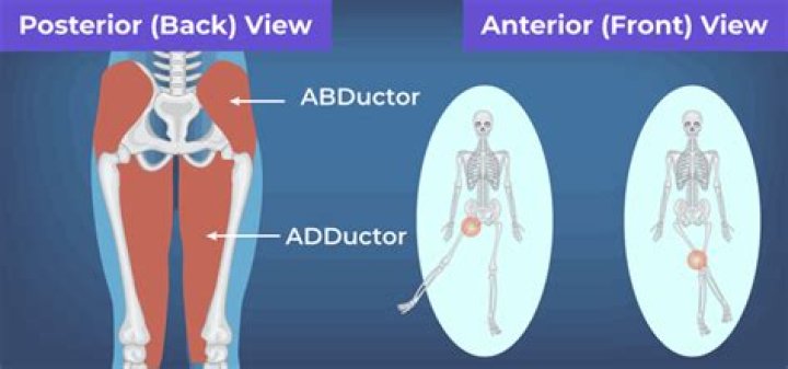 abductor vs adductor