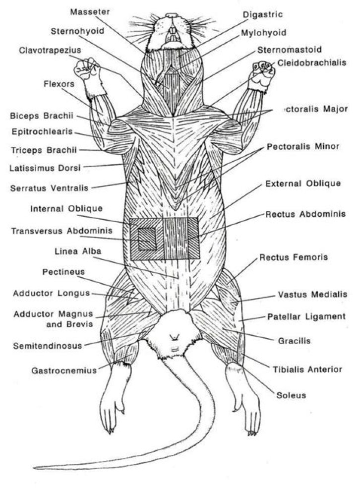 adaptive features of rat