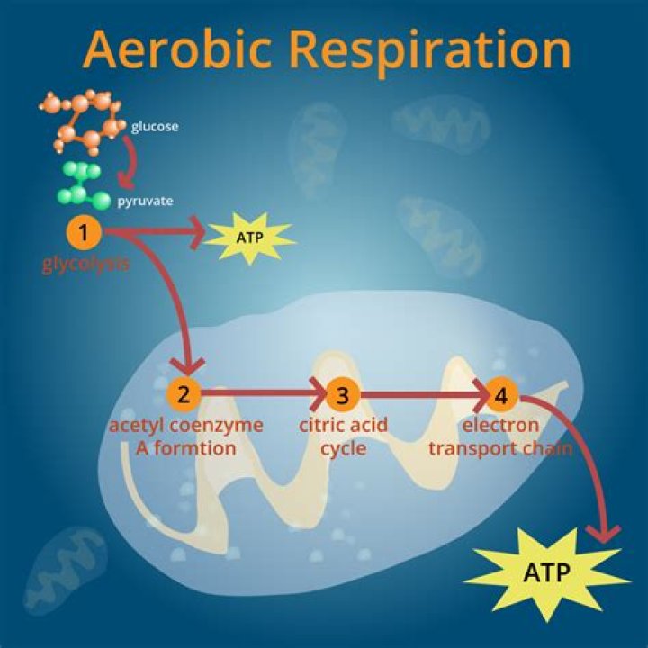 aerobic definition biology