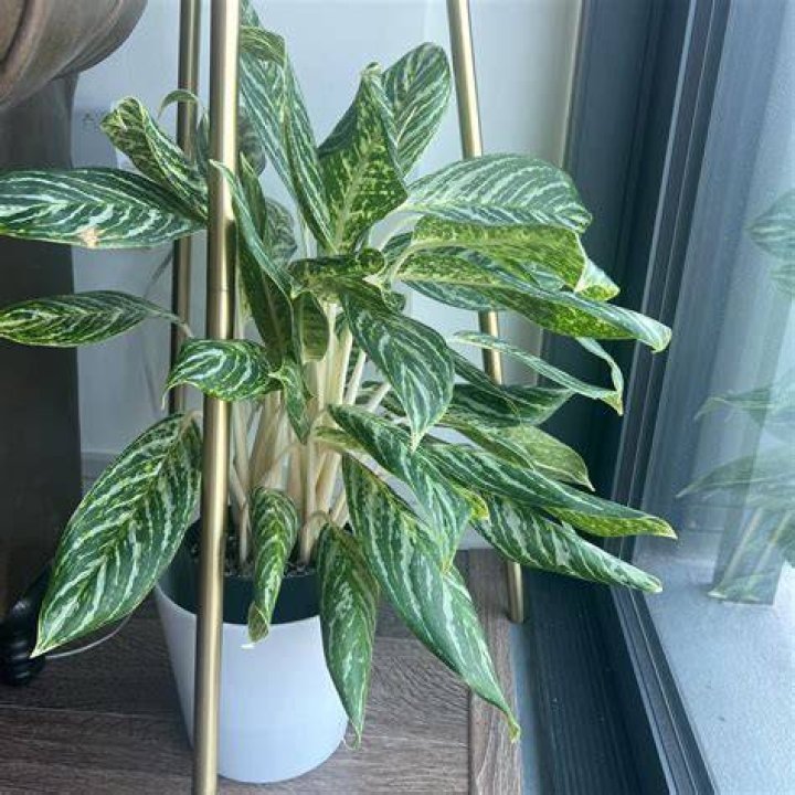aglaonema height