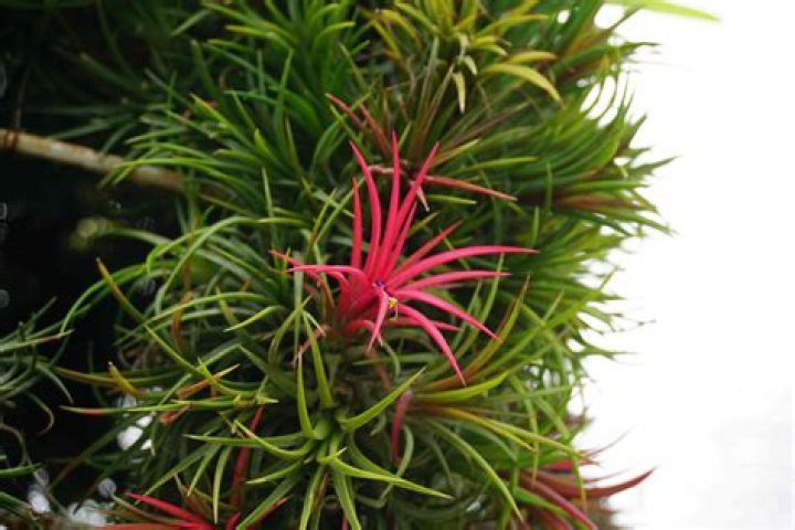 air plants in the wild