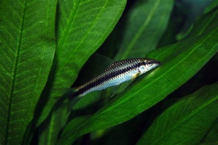 algae eater with betta