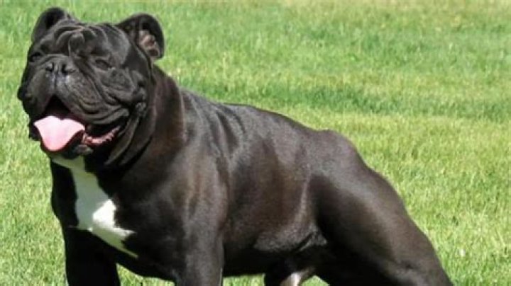 all black english bulldog