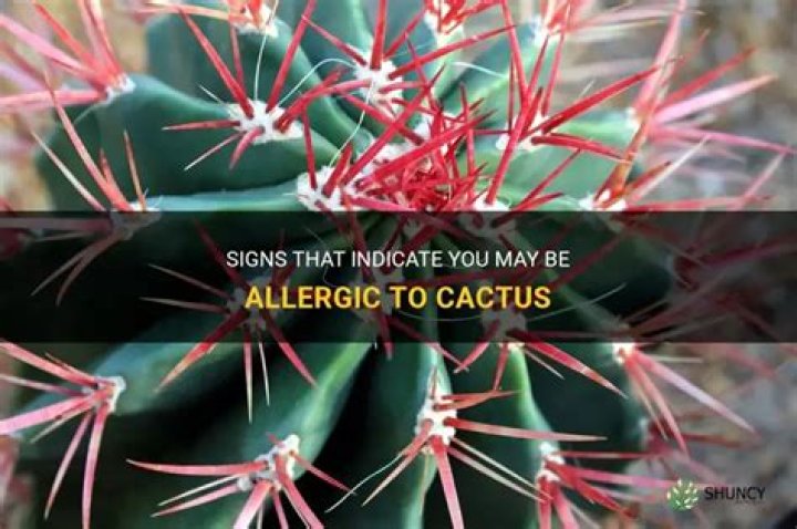 allergic reaction to cactus spines