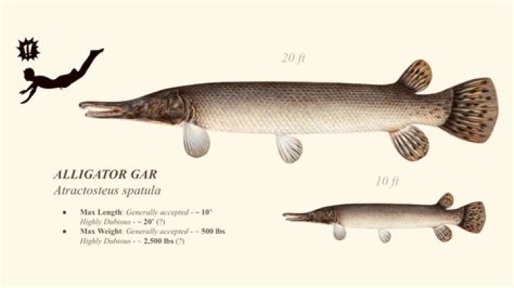 alligator gar tank size