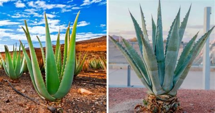 aloe vs agave