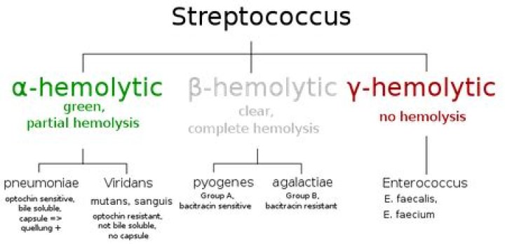 alpha-hemolytic strep uti treatment