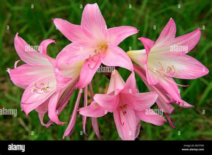 amaryllis belladonna poisonous