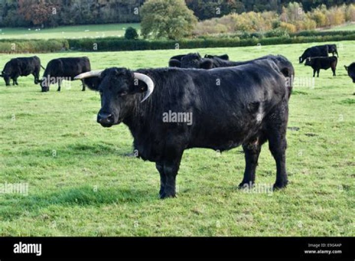 angus bull with horns