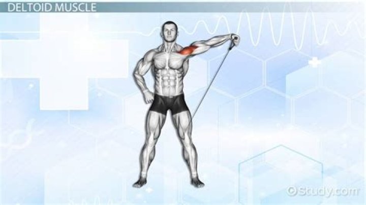 antagonist of deltoid