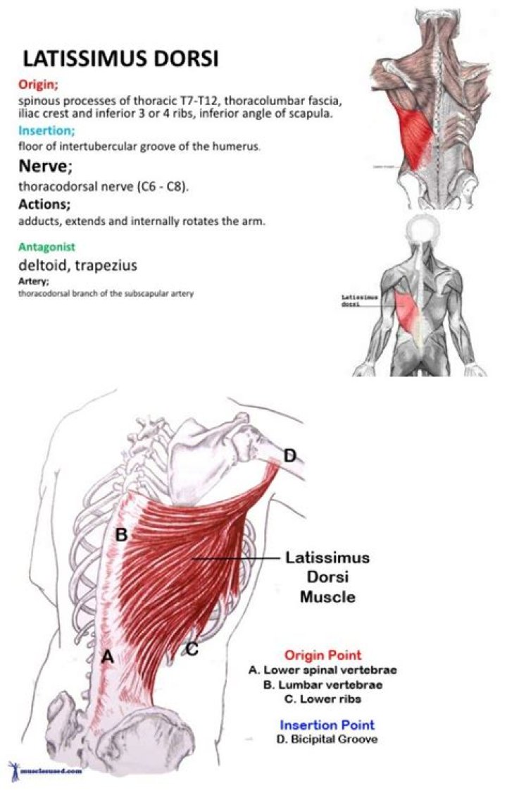 antagonist of latissimus dorsi