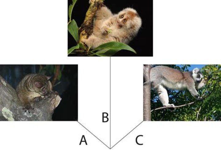 arboreal hypothesis