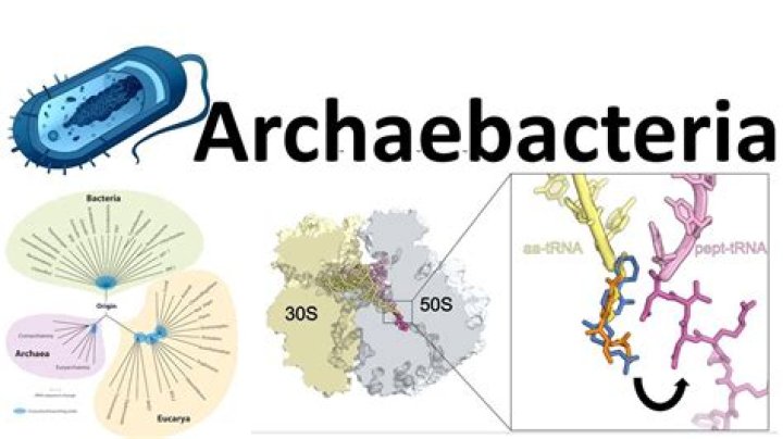 archaebacteria mode of nutrition