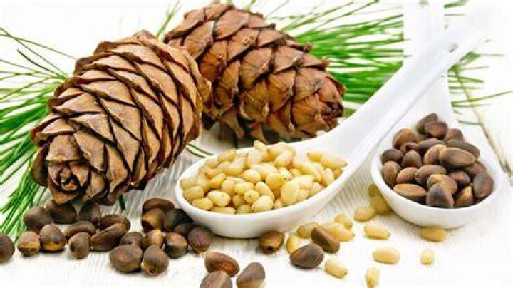 are all pine nuts edible