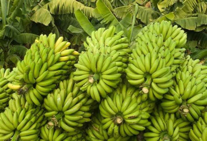 are bananas dairy