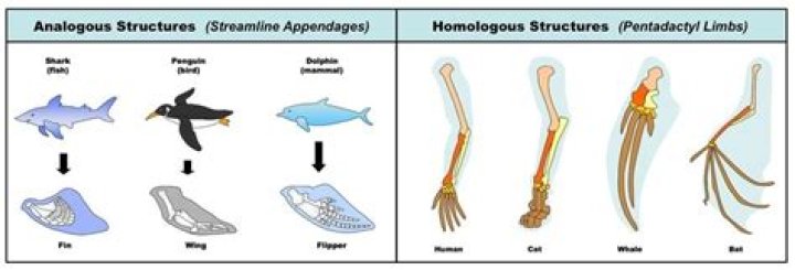 are butterfly wings and bird wings homologous or analogous structures