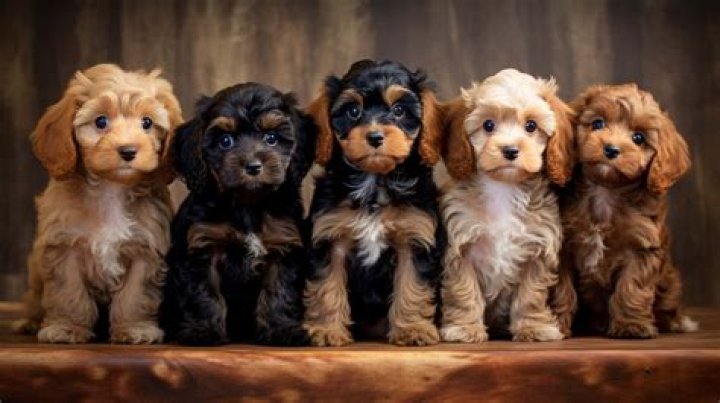 are cavapoos good with kids