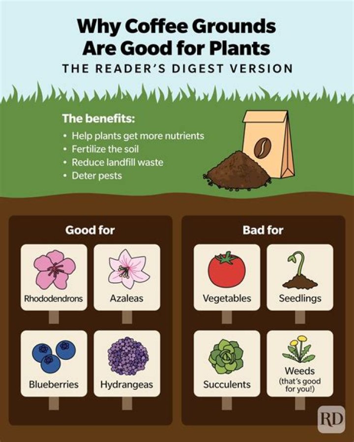 are coffee grounds good for peonies