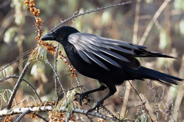 are crows protected in california