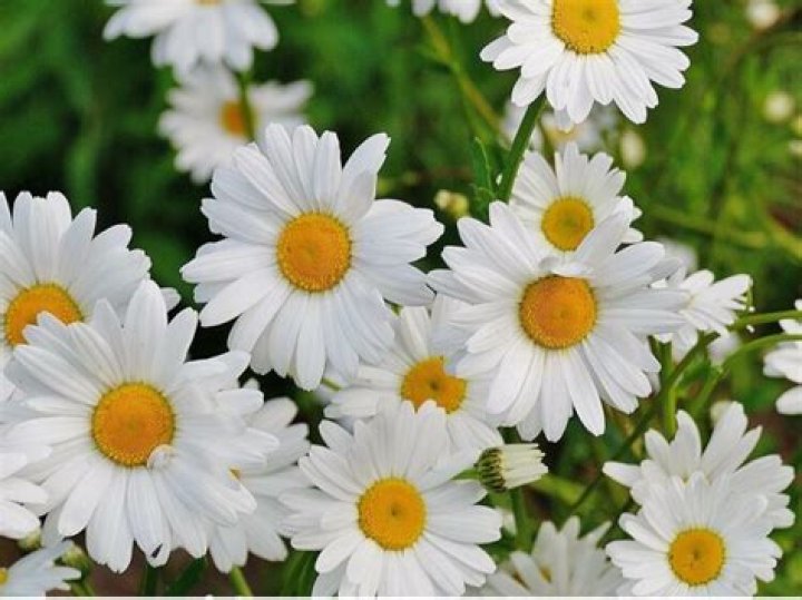are daisies poisonous to dogs