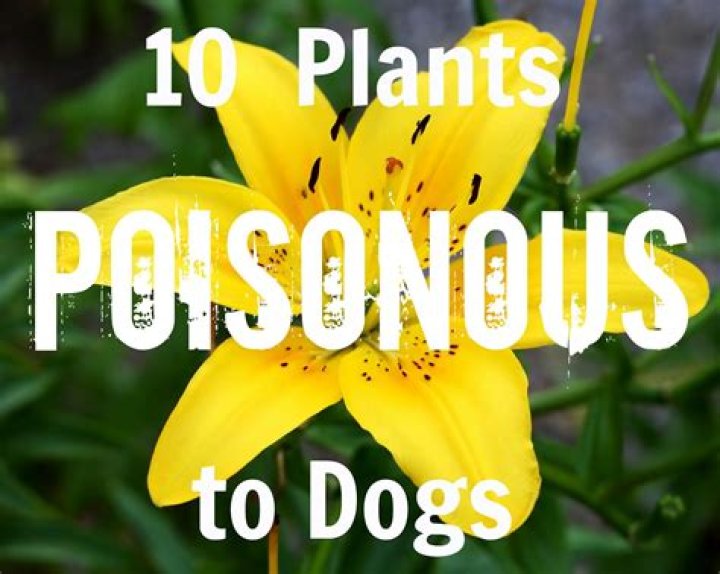 are daylilies poisonous to dogs