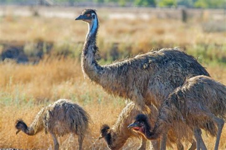 are emus dangerous