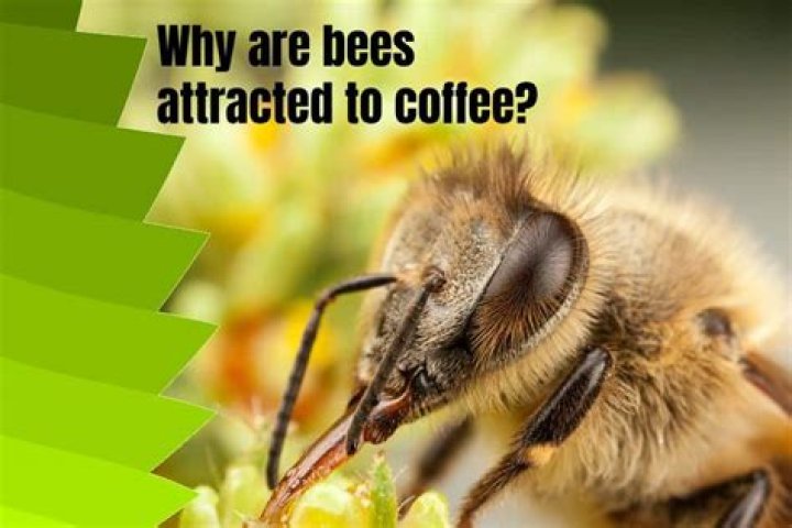 are mice attracted to coffee