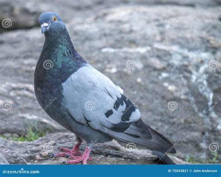 are pigeons endothermic