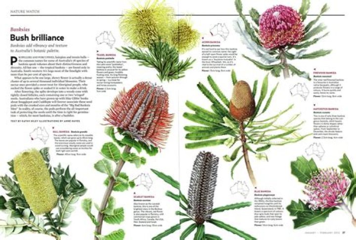 are proteas native to australia