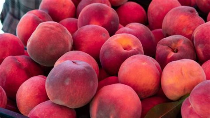 are red haven peaches freestone