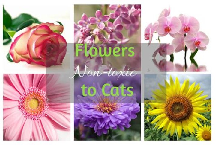 are rose petals toxic to cats