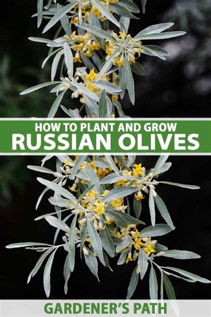 are russian olives edible