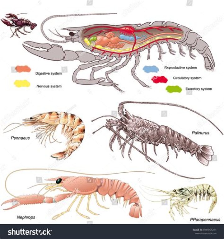 are shrimp crustaceans