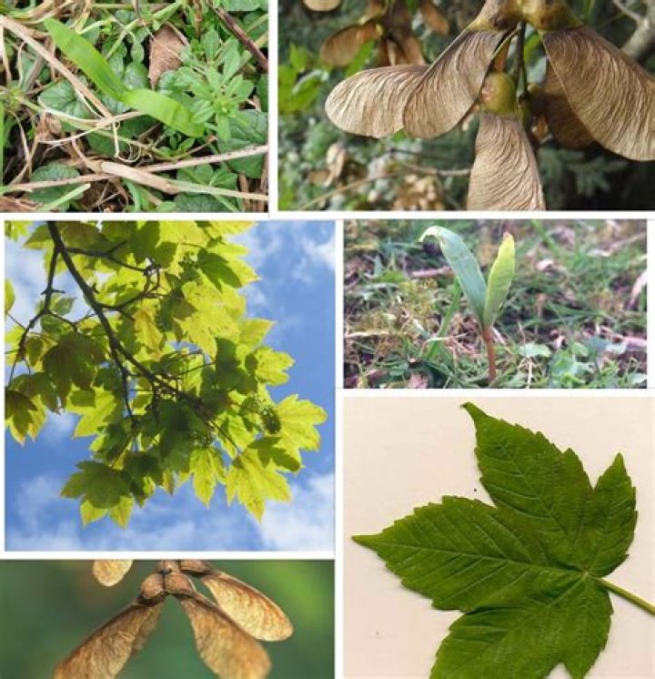 are sycamore trees toxic to dogs