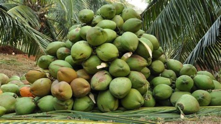 are there coconuts in africa