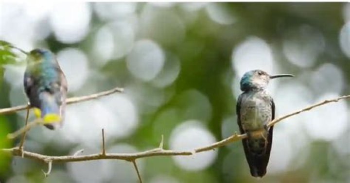 are there hummingbirds in tampa florida