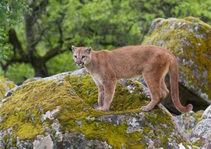 are there mountain lions in hawaii