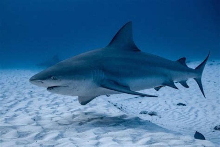 are there sharks in lake ray hubbard