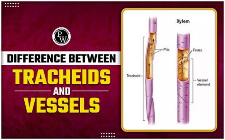 are tracheids dead at maturity