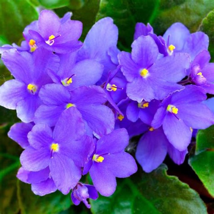 are violets blue