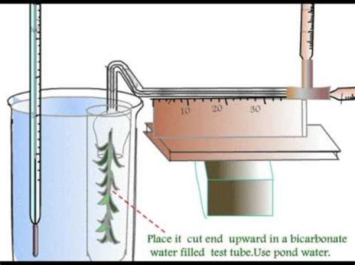 audus apparatus
