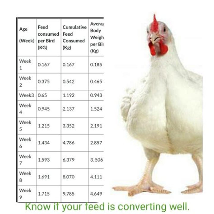 average chicken weight