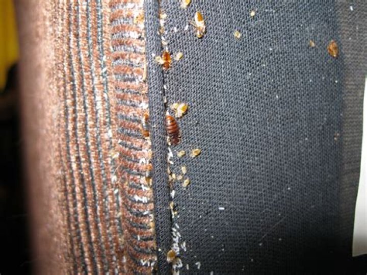 bed bug husk
