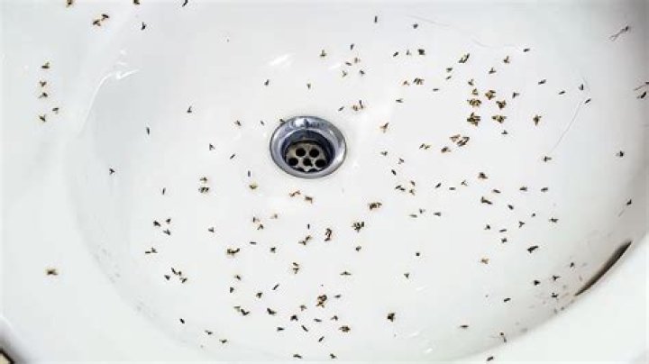 bed bugs in sink