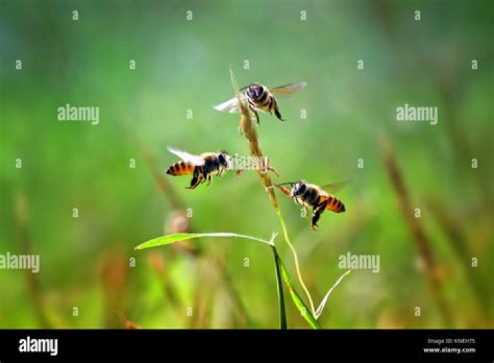bees hovering over lawn