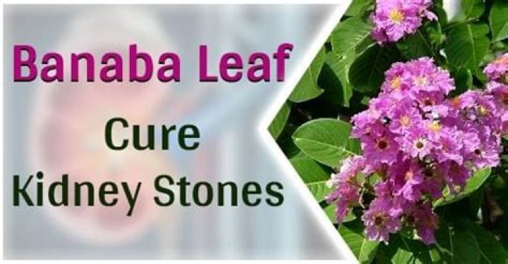 benefits of banaba leaves for kidney