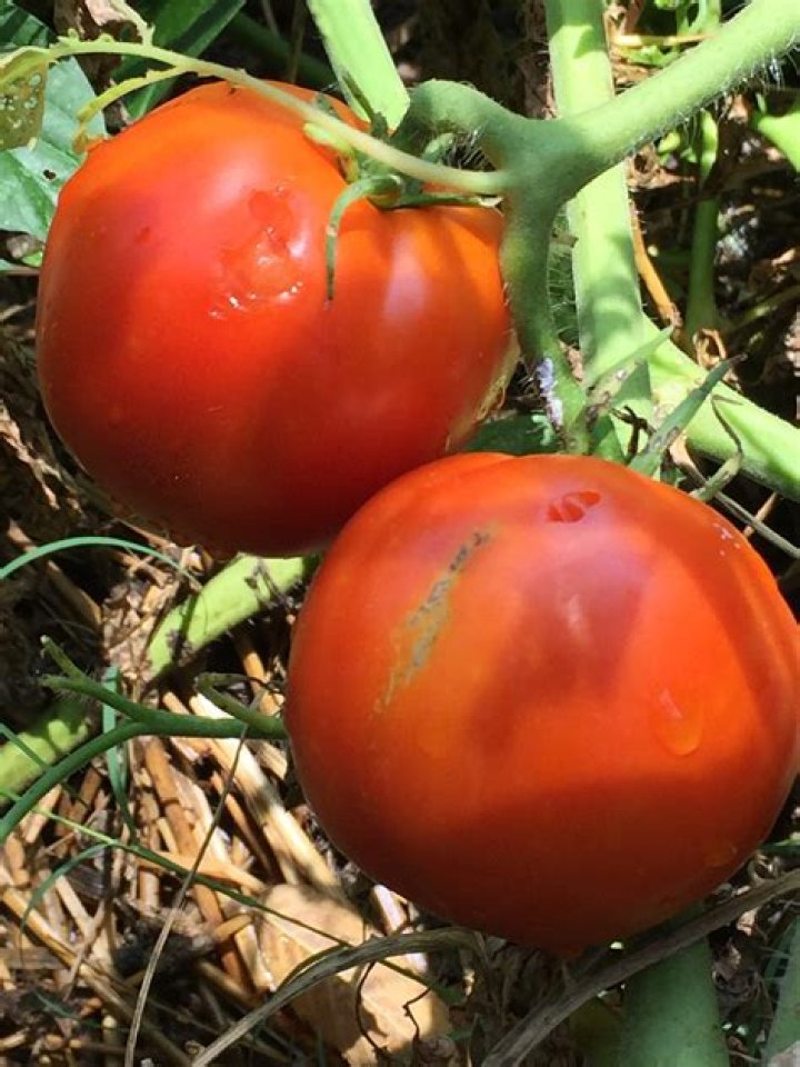 big boy vs better boy tomato