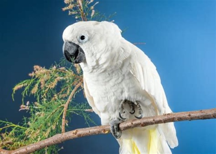 big pet birds