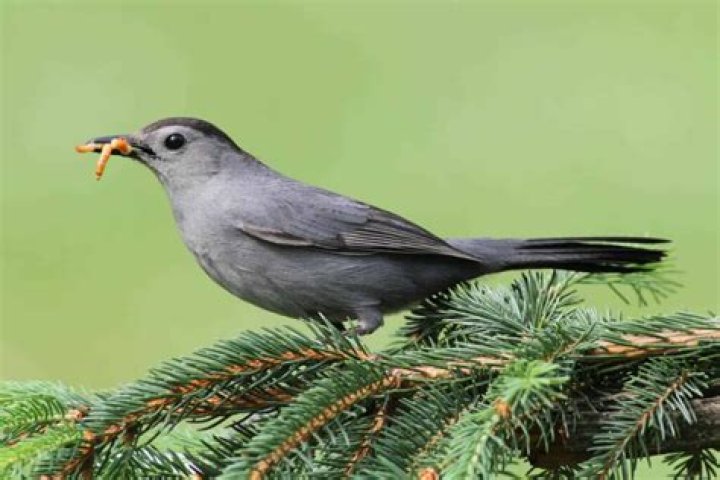 bird sounds like car alarm